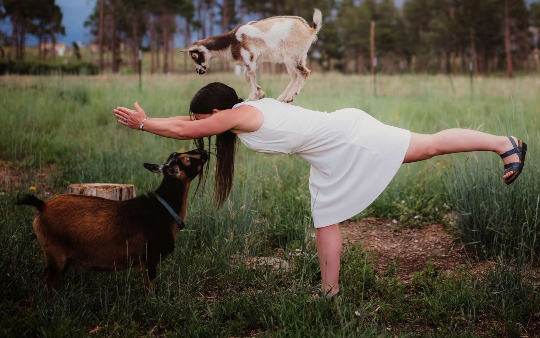 Goat Yoga