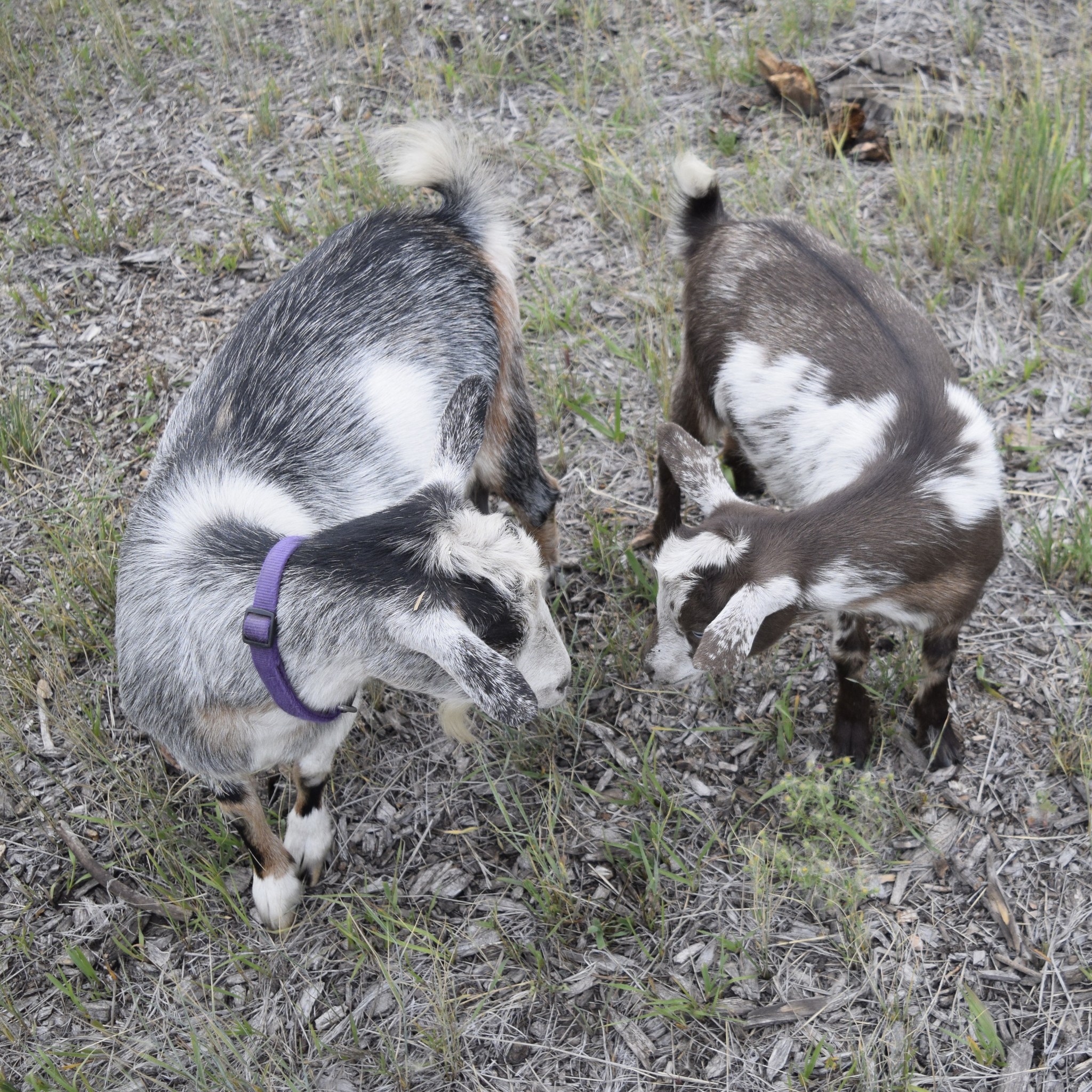 Mother Daughter Heart